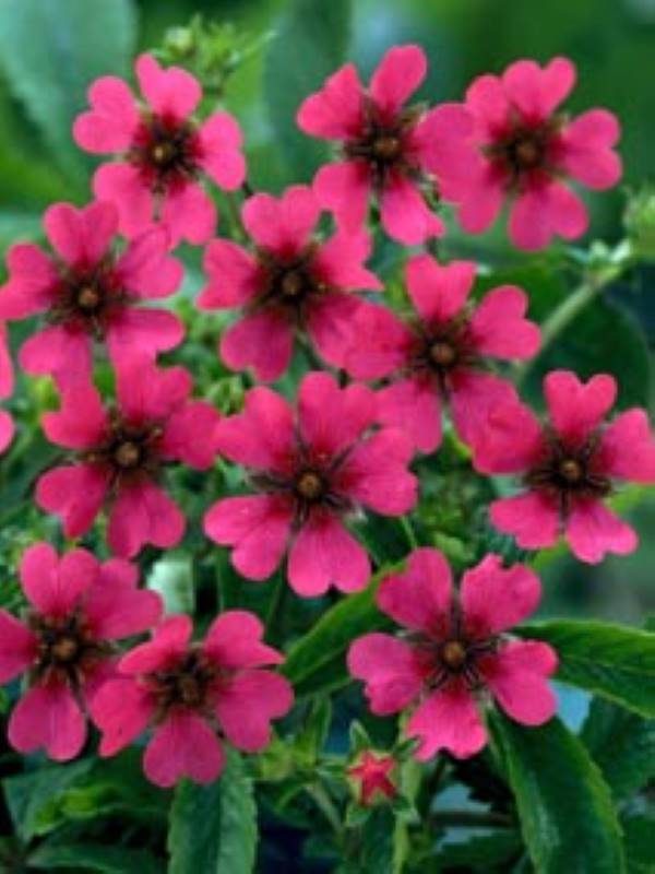 Potentilla Ron Mc Beath