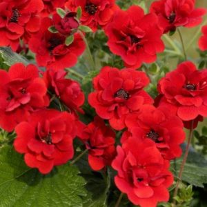 Potentilla Scarlet Dreams