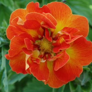 Potentilla William Rollisson