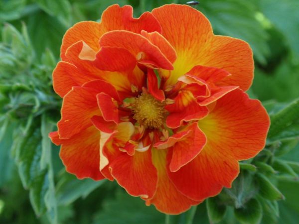 Potentilla William Rollisson