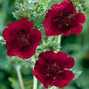 Potentilla Monarch Velvet