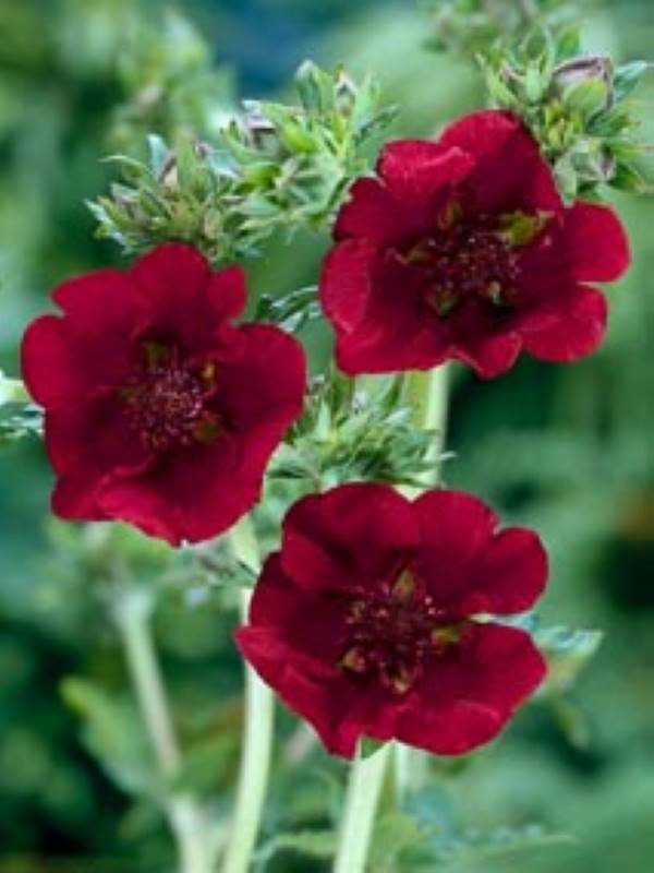 Potentilla Monarch Velvet
