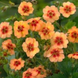 Potentilla tonguei