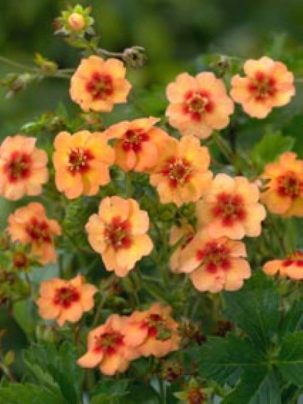 Potentilla tonguei