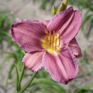 Hemerocallis Prairie Blue Eyes