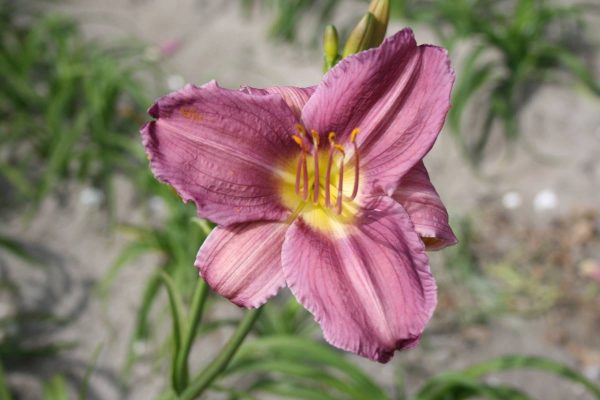 Hemerocallis Prairie Blue Eyes