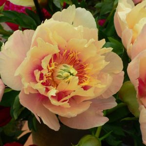 Paeonia  Prairie Charm