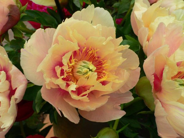 Paeonia  Prairie Charm
