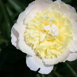 Paeonia  Primevere