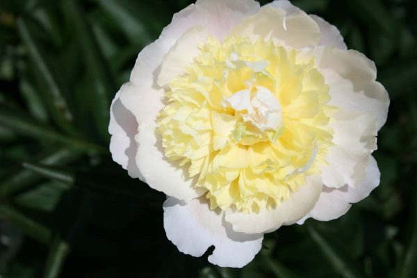 Paeonia  Primevere