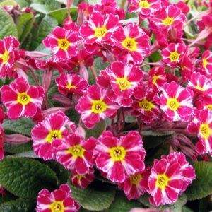 Primula hybrid Dark Rosaleen