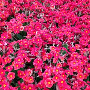 Primula hybrid Don Keefe