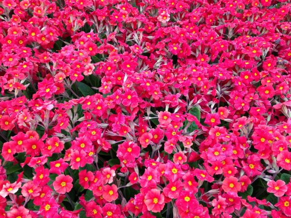 Primula hybrid Don Keefe