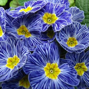 Primula hybrid Blue Zebra