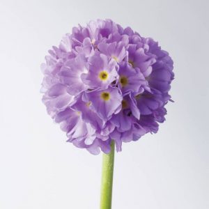 Primula denticulata blue