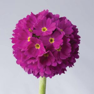 Primula denticulata red