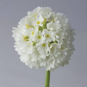 Primula