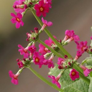 Primula japonica Miller's Crimson