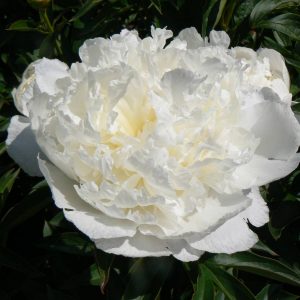Paeonia  Princess Bride