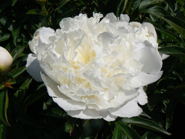 Paeonia  Princess Bride