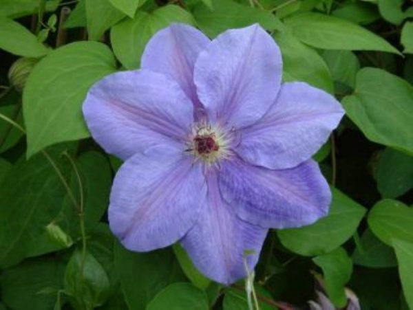 Clematis Princess Of Wales