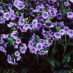 Pulmonaria Blue Ensign