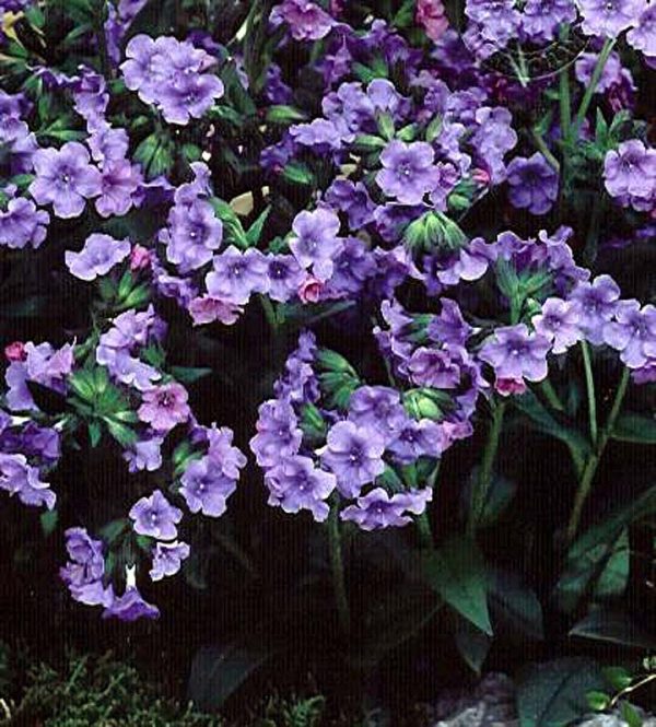Pulmonaria Blue Ensign