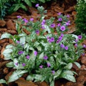 Pulmonaria Diana Clair