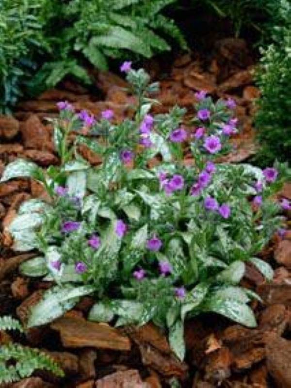 Pulmonaria Diana Clair