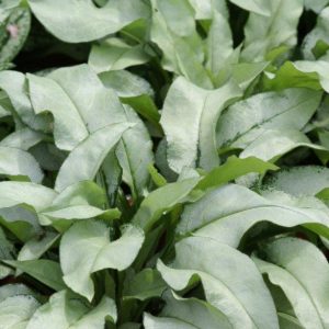 Pulmonaria Majeste
