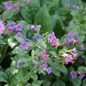 Pulmonaria saccharata Mrs. Moon