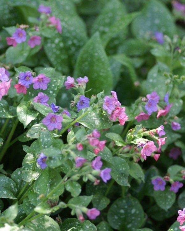 Pulmonaria saccharata Mrs. Moon