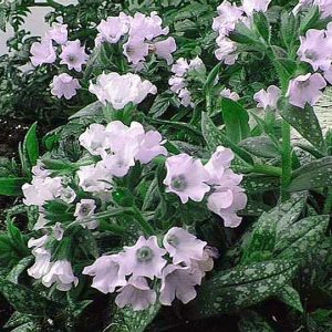 Pulmonaria Opal