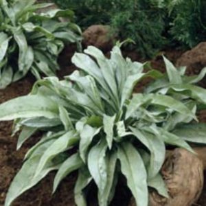 Pulmonaria Samourai