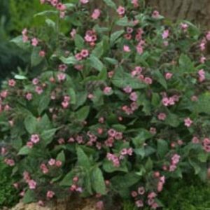 Pulmonaria sacch. Dora Bielefeld