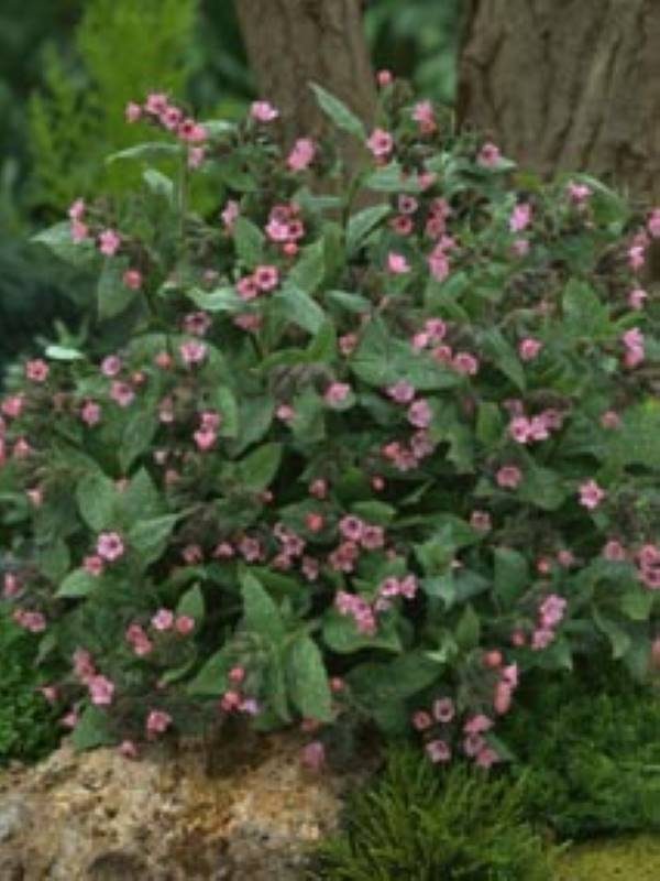 Pulmonaria sacch. Dora Bielefeld