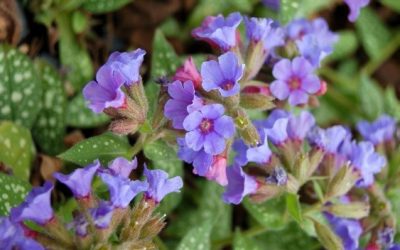 Pulmonaria