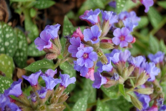 Pulmonaria