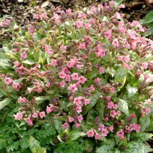 Pulmonaria Bubble Gum®