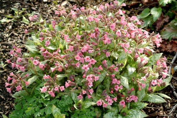 Pulmonaria Bubble Gum®