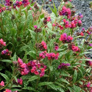 Pulmonaria Raspberry Splash®
