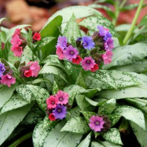 Pulmonaria