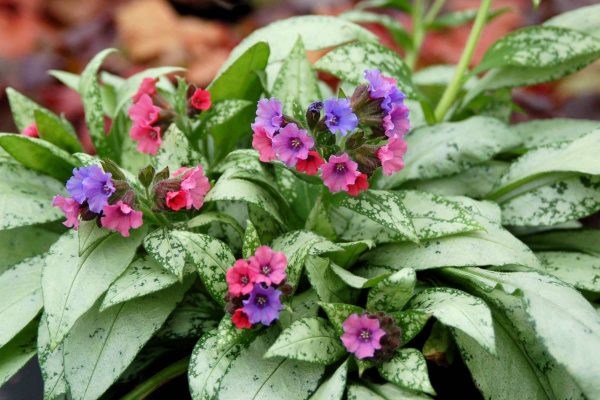 Pulmonaria Silver Bouquet®
