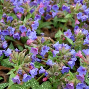 Pulmonaria Trevi Fountain®