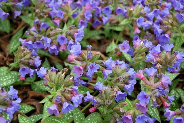 Pulmonaria Trevi Fountain®
