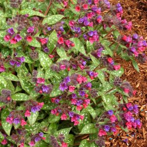 Pulmonaria Victorian Brooch®