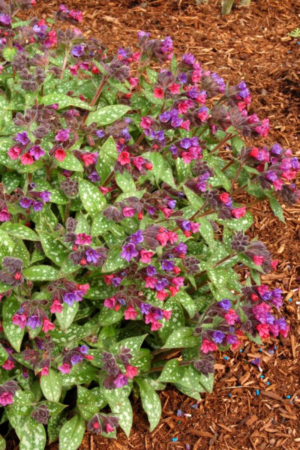 Pulmonaria Victorian Brooch®