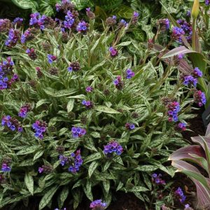 Pulmonaria Cevenensis