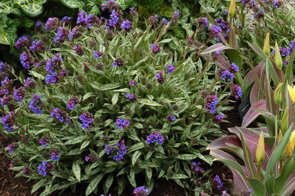 Pulmonaria Cevenensis
