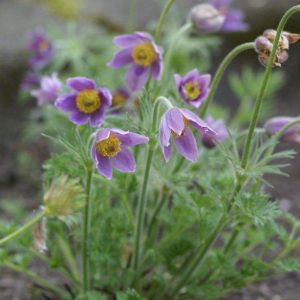 Pulsatilla vulgaris blue